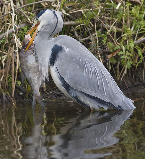 Blauwereiger_brasem291207W